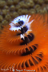Christmas tree worm... by Teguh Tirtaputra 